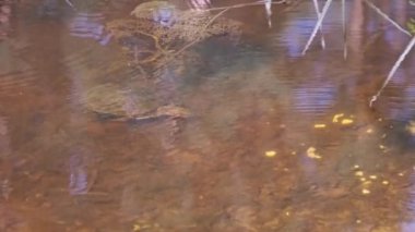 Gölet kaplumbağası nehirde su altında yiyecek arıyor. Nehir kaplumbağası sarı kumun üzerindeki gölette yüzer ve sürünür. Su yüzeyine bak. Avrupalı Emys orbicularis. Vahşi yaşam, yaz