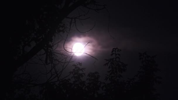 夜空の満月は木のシルエットの枝を通って移動します 神秘的な明るい月は雲の背景に対して上昇します ムーンライトがタイムラウンドを照らす — ストック動画
