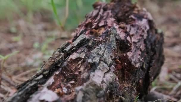 Mravenci Plazí Shnilém Polenu Stromu Lese Kolonie Mravenců Červeného Dřeva — Stock video