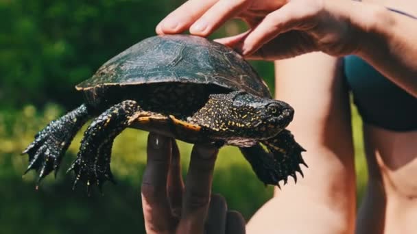 Woman Holds Caught River Turtle Her Hands Background Green River — Stock Video