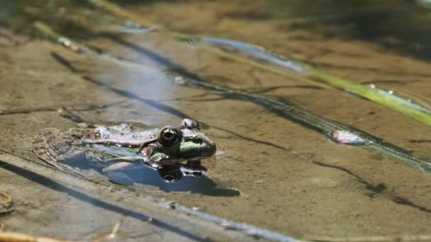Yeşil Kurbağa Sits Shore Swamp Portresi Yakın Plan Büyük Komik — Stok video