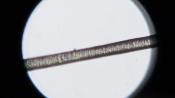 Cabelo Humano Único Sob Microscópio Microscopia Cabelo Humano Cabeça Visão — Vídeo de Stock