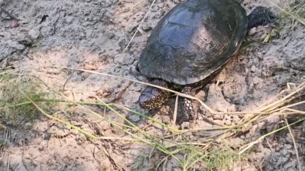 River Turtle Crawls Sand River Close Slow Motion Low View — Stock Video
