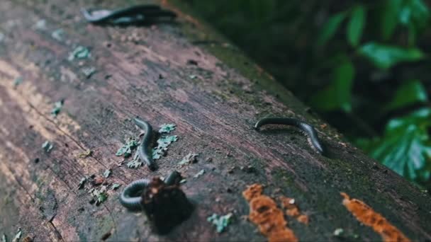 Millipedes Crawl Old Rotten Log Mate Forest Close Many Centipedes — Stock Video