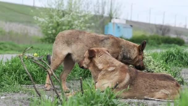 Två Hemlösa Hundar Vilar Marken Och Ser Sig Sorgset Omkring — Stockvideo
