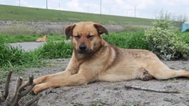 Baharda yerde yatan evsiz, sevimli köpek, yakın plan. Kederli, kızıl saçlı, başıboş, kırsal yolda çiftleşmeyen bir köpek. Yalnız melez, ne yazık ki etrafına bakıyor. Yavaş Hareket