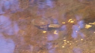 Gölet kaplumbağası nehirde su altında yiyecek arıyor. Nehir kaplumbağası sarı kumun üzerindeki gölette yüzer ve sürünür. Su yüzeyine bak. Avrupalı Emys orbicularis. Vahşi yaşam, yaz