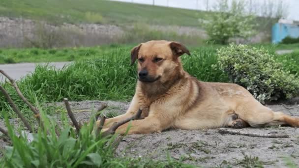 Ένα Αδέσποτο Σκυλί Κείτεται Στο Έδαφος Την Άνοιξη Από Κοντά — Αρχείο Βίντεο