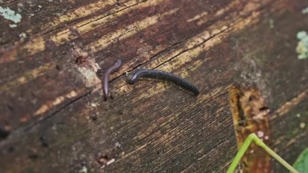 Les Centipèdes Rampent Accouplent Gros Plan Nombreux Millipèdes Rampent Sur — Video