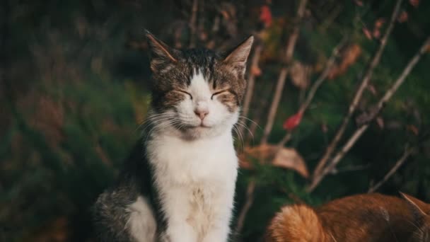 Porträtt Hemlös Vit Med Grå Katt Som Sitter Marken Park — Stockvideo
