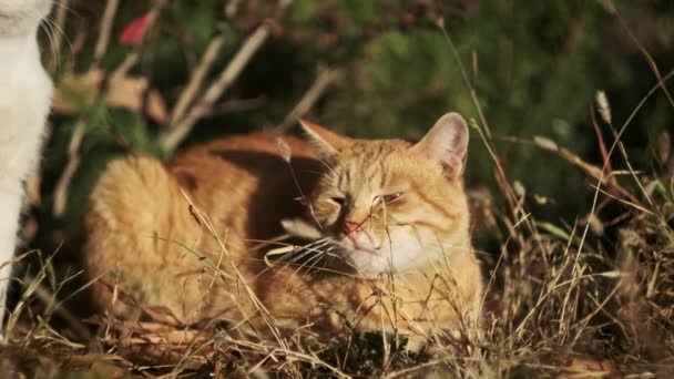 Parkta Yerde Oturan Başıboş Bir Kızıl Kedi Evsiz Tüylü Kırmızı — Stok video