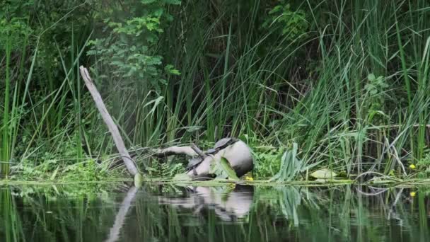 河床上的海龟许多海龟在河岸自然栖息地的枯枝上晒日光浴 欧洲池塘龟Emys Orbicularis 阳光灿烂 — 图库视频影像