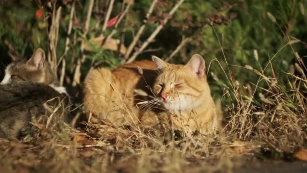 Бродячий Імбирний Кіт Сидить Землі Парку Бездомний Пухнастий Червоний Кіт — стокове відео