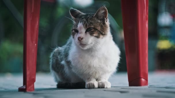 Retrato Gato Blanco Gris Sin Hogar Sentado Una Calle Ciudad — Vídeo de stock