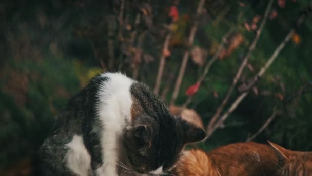Retrato Vagabundo Blanco Con Gato Gris Sentado Suelo Parque Mirando — Vídeo de stock