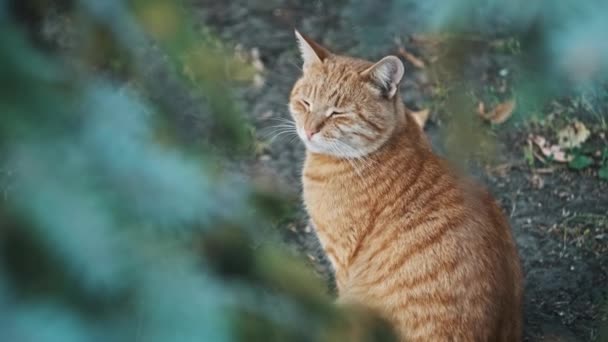 공원에서 바닥에 노숙자 고양이의 클로즈업 초상화 주위를 푹신한 고양이는 자연에서 — 비디오
