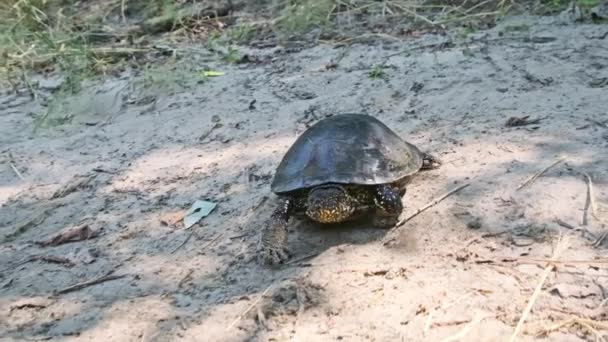 European Pond Turtle Crawls Sand River Close Slow Motion Low — Stock Video
