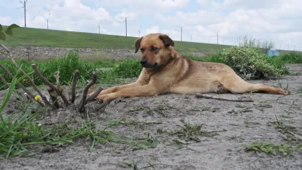 Ένα Αδέσποτο Σκυλί Κείτεται Στο Έδαφος Την Άνοιξη Από Κοντά — Αρχείο Βίντεο