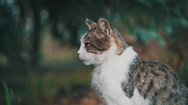 Portret Bezdomnego Białego Szarym Kotem Siedzącym Ziemi Parku Rozglądającym Się — Wideo stockowe