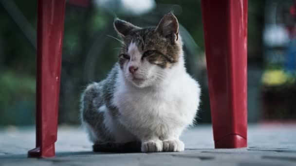 Portré Egy Hajléktalan Fehér Szürke Macskáról Aki Város Utcájában Üldögél — Stock videók