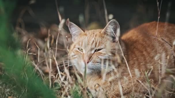Detailní Portrét Zbloudilé Zrzavé Kočky Sedící Zemi Parku Rozhlížející Kolem — Stock video