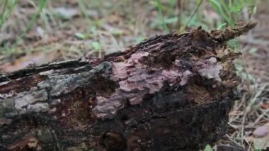 Karıncalar ormandaki çürümüş bir ağaç kütüğünün üzerinde sürünüyor. Çürüyen bir ağacın kabuğunda sürünen bir kırmızı odun karınca kolonisi. Yakın plan. Ukrayna, Avrupa.