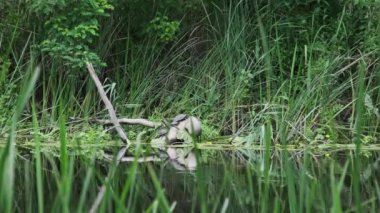 Nehir kütüğündeki kaplumbağalar. Birçok kaplumbağa, doğal ortamında nehir kıyısındaki ölü bir dalda güneşleniyor. Avrupa gölet kaplumbağası Emys orbicularis. Yaz, güneşli gün