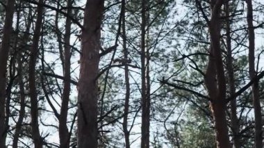 Çam ormanındaki bir ağaçtaki sincap. Kırmızı Sciurus vulgaris, ağaç gövdesi ve dallarla çam kozalakları arıyor. Orman geçmişi. 4K 'da yavaş çekim.