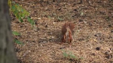 Komik sincap iki ayak üstünde duruyor ve çam ormanına bakıyor, yakından. Doğal ortamdaki şirin kırmızı sincap portresi yerde duruyor ve yiyecek arıyor. Sciurus vulgaris. Yavaş çekim 4K