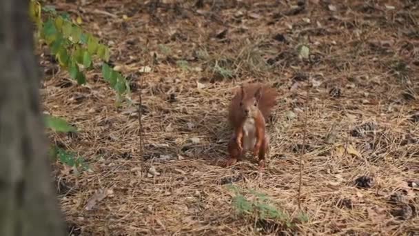 Lustiges Eichhörnchen Steht Auf Zwei Beinen Und Schaut Sich Einem — Stockvideo