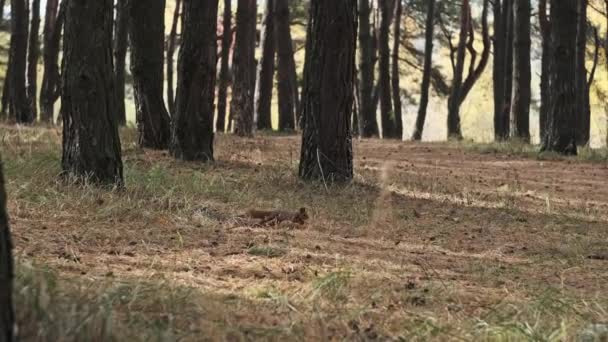 다람쥐는 소나무 숲에서 달립니다 귀여운 다람쥐인 사이러스 불가리스는 소나무 달려가서 — 비디오