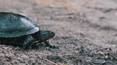 Avrupa gölet kaplumbağası kum boyunca sürünerek nehre doğru yaklaşır, yavaş çekimde. Nehir kaplumbağası Emys Orbicularis 'in alt manzarası nehir kıyısında yavaşça hareket eder. Yaz zamanı, vahşi yaşam.