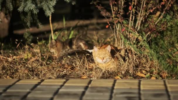 Parkta Yerde Oturan Başıboş Bir Kızıl Kedi Evsiz Tüylü Kırmızı — Stok video