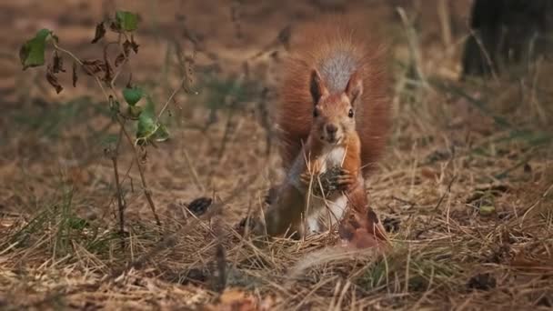 Lustiges Eichhörnchen Steht Auf Zwei Beinen Kauend Und Schaut Sich — Stockvideo
