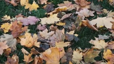 Ekim parkında düşen sonbahar akçaağaç yapraklarının arka planı. Pürüzsüz kamera hareketi. Sarı renkli sonbahar kuru akçaağaç yaprakları yere yakın dururlar. Resimli sonbahar manzarası.