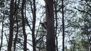 Çam ormanındaki bir ağaçtaki sincap. Kırmızı Sciurus vulgaris, ağaç gövdesi ve dallarla çam kozalakları arıyor. Orman geçmişi. 4K 'da yavaş çekim.