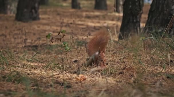おかしなリスは2本の足を噛んで 松の森を見回して クローズアップしています 地面に立ってコーンを食べる自然の生息地の肖像画かわいい赤いリス サイラスバルガリス スローモーション — ストック動画