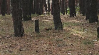 Sincap çam ormanında koşar. Şirin kırmızı bir sincap, Sciurus vulgaris, çam ormanlarında koşar ve yiyecek, kozalak ve periyodik olarak bir şeyler çiğner. Yavaş çekim 4K. Vahşi yaşam