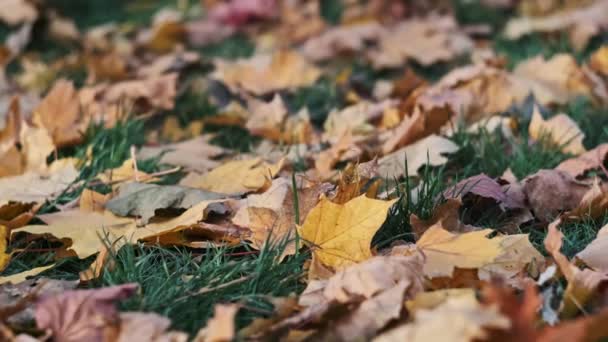 Background Fallen Autumn Maple Leaves Green Lawn October Park Smooth — Stock Video