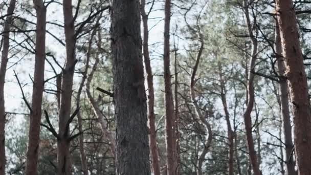 Wiewiórka Drzewie Sosnowym Lesie Red Sciurus Vulgaris Biegnie Pniu Drzewa — Wideo stockowe