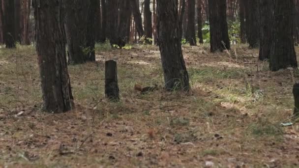 リスは松林で走っている かわいい赤いリス サイラス ヴァルガリスは 松の森を通って地面を走り 食べ物 松のコーンを探し 定期的に何かを噛んでいます スローモーション4K ワイルドライフ — ストック動画