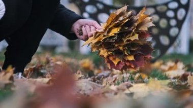 Parktaki çimlerde sonbahar akçaağaç yaprakları toplayan genç bir kadın. Dişi eller ekim günü bir buket sarı ve turuncu yaprak topluyor. Sonbahar parkında yürü. Yakın plan. Yavaş çekim.