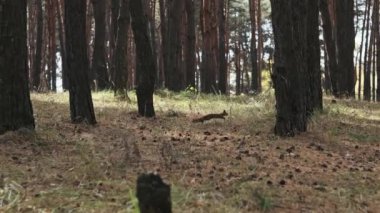 Sincap çam ormanında koşar. Şirin kırmızı bir sincap, Sciurus vulgaris, çam ormanlarında koşar ve yiyecek, kozalak ve periyodik olarak bir şeyler çiğner. Yavaş çekim 4K. Vahşi yaşam