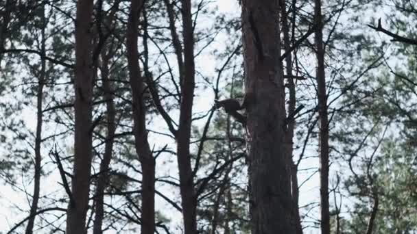 Wiewiórka Drzewie Sosnowym Lesie Red Sciurus Vulgaris Biegnie Pniu Drzewa — Wideo stockowe