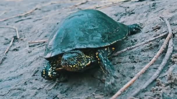 Żółw Rzeczny Czołga Się Wzdłuż Piasku Kierunku Rzeki Niski Widok — Wideo stockowe