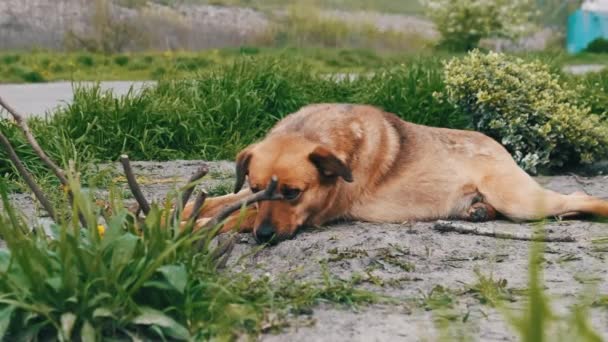 Hemlös Söt Hund Liggande Marken Våren Närbild Sorglig Ensam Rödhårig — Stockvideo