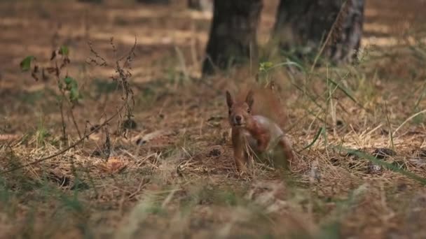 Grappige Eekhoorn Staat Grond Kijkt Rond Het Dennenbos Van Dichtbij — Stockvideo