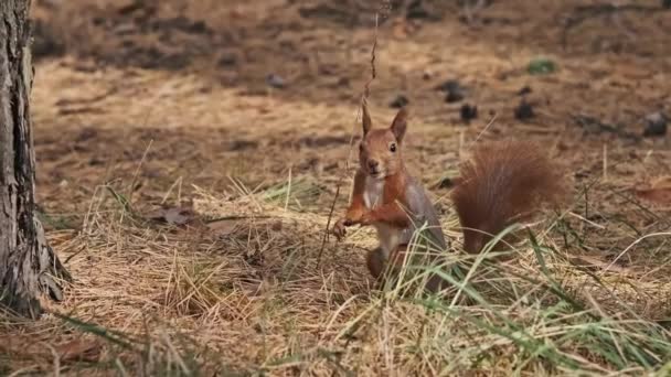 Lustiges Eichhörnchen Steht Auf Zwei Beinen Kauend Und Schaut Sich — Stockvideo