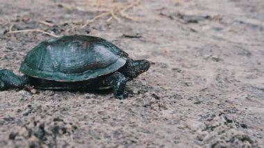 Nehir kaplumbağası kum boyunca sürünerek nehre doğru yaklaşır, yavaş çekimde. Avrupa gölet kaplumbağası Emys Orbicularis 'in alçak görünümü yazın nehir kıyısında yavaşça ilerler. Vahşi yaşam.