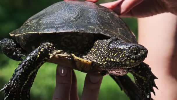 Nehir Kaplumbağası Yeşil Nehrin Arka Planında Kadınların Elinde Yakın Plan — Stok video